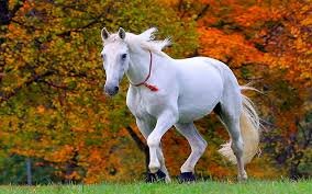Arabian White Horse
