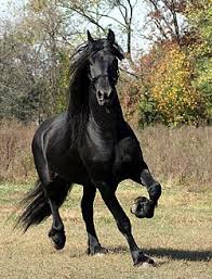 Arabian Stallion Premium