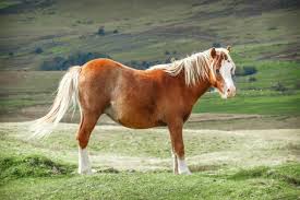 Germany Horse