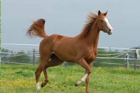 Norwegian Stallion Horse Champion