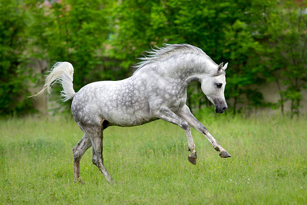 Elegant Arabian Mare with Great Endurance