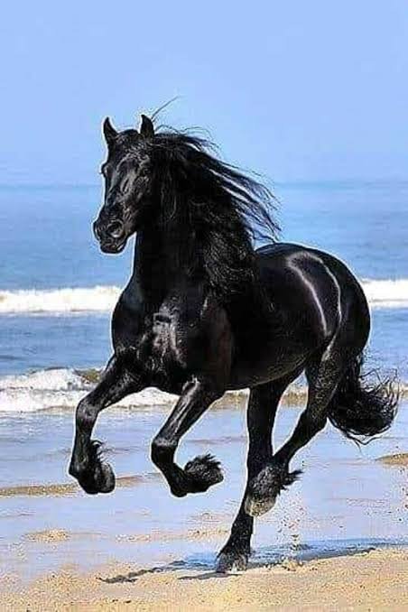 Arabian Stallion Champion Horse