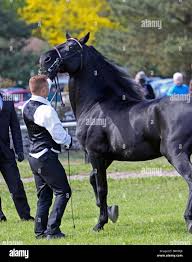 Grand Champion "Midnight Runner"