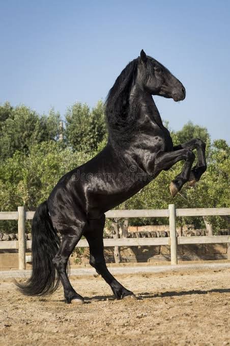 Arabian Stallion Horse